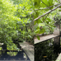 A Book, a Blueprint and Nature’s Hotel