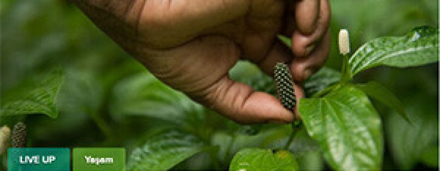 Uplifers.com: July 2019 (Turkish language)